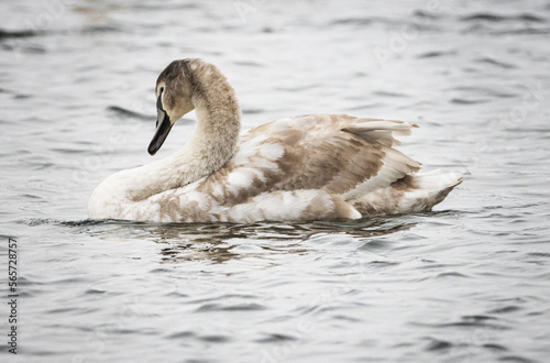 Young mute swan, mute swan  © Mariia