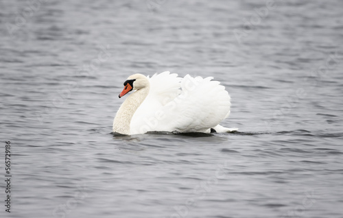Fototapeta Naklejka Na Ścianę i Meble -  mute swan cygnus olor