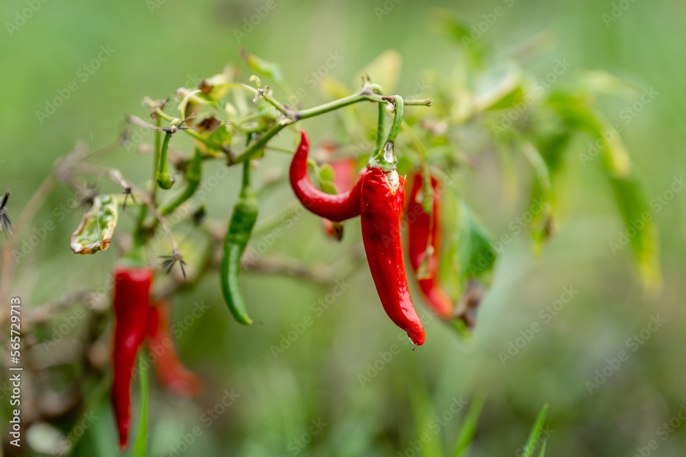 bunch of hot chili peppers ready to pick bunch of hot chili peppers ready to pick