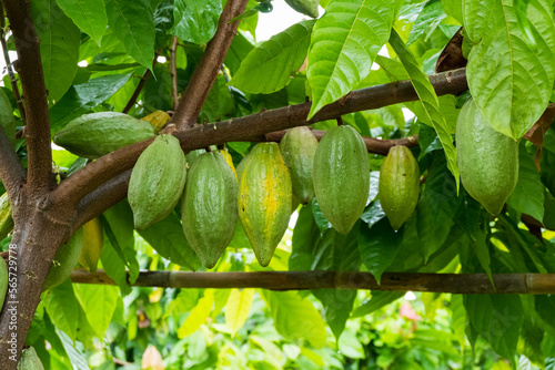 Photography Cacao fruit pods hang on Cacao tree at farm,Theobroma cacao.