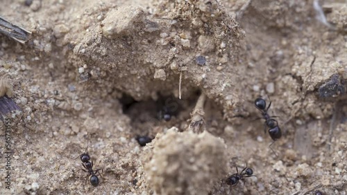 Macro shoot of antennae and mouth of ants. Ants working and going in and out of the nest. Black big ants. Slow motion.  (ID: 565731555)