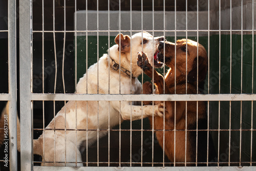 dog in kennel locked in crates, fighting each other, black and white dramatic photography