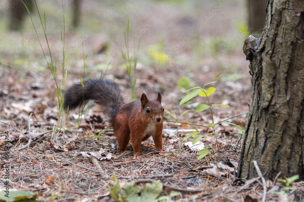 Cute red squirrel in the forest Cute red squirrel in the forest