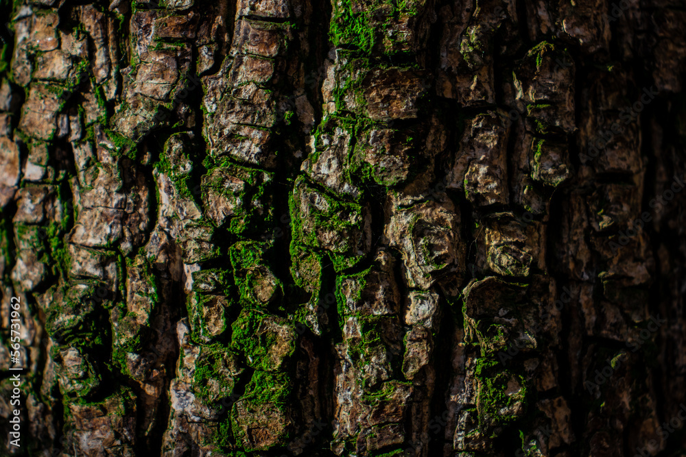 Oak tree texture, wood nature Oak tree texture, wood nature