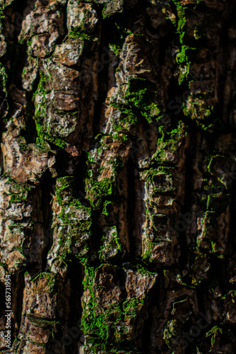 Oak tree texture, wood nature