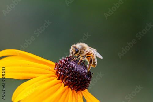 Makro Aufnahme einer Biene auf einer gelben Blume