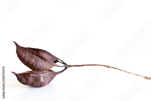 Cluster of seeds heterophyllous Brachychiton populneus eat isolated on white background photo