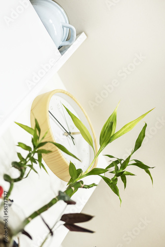 Low angle image of a lucky bamboo plant, a clock and a blue pot