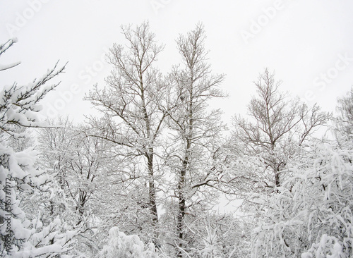 Wallpaper Mural Winter forest landscape Torontodigital.ca