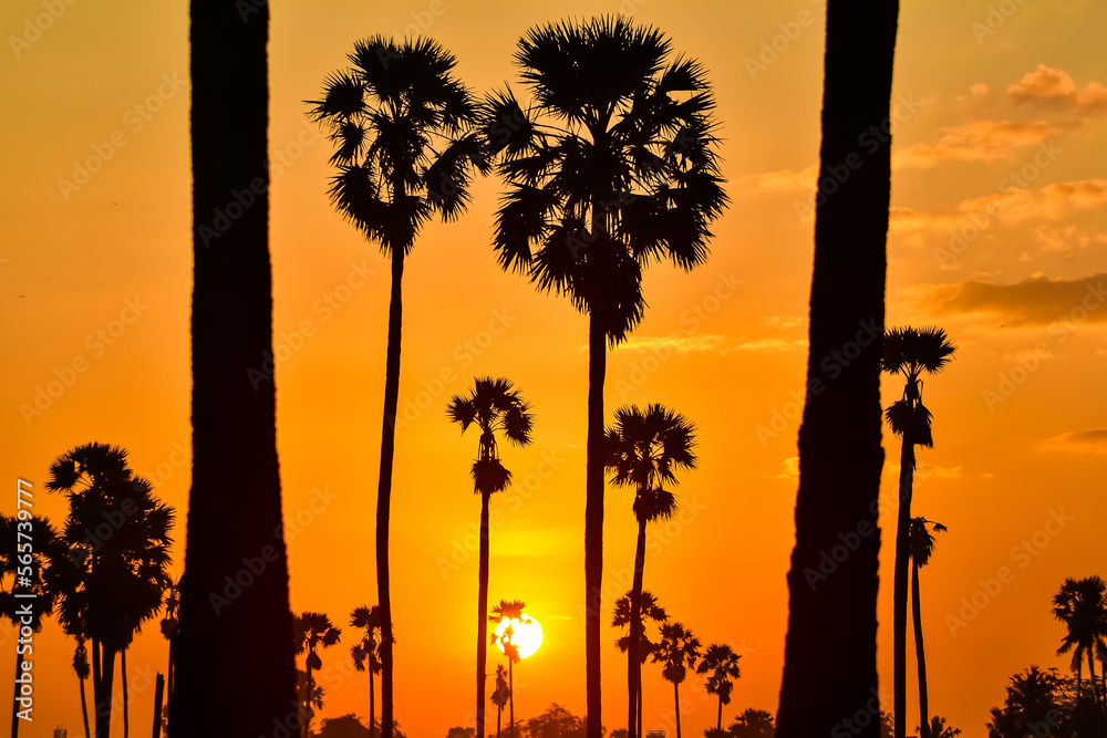 landscape of Sugar palm tree during twilight sunrise  at Pathumthani province,Thailand