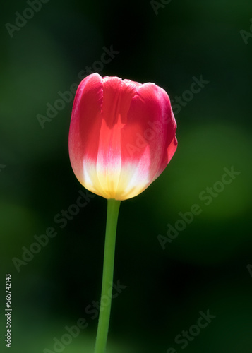 Backlit red tulip closeup against green background