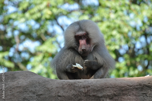 Obraz na płótnie Baboon eating food