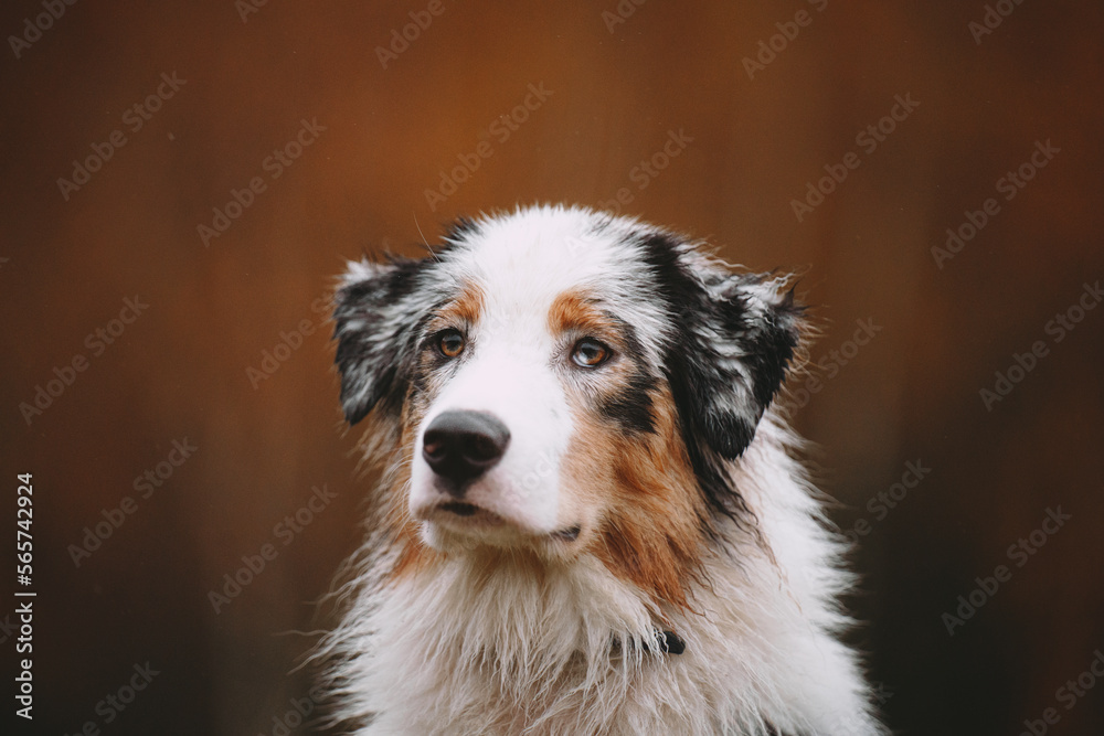 dog in autumn forest