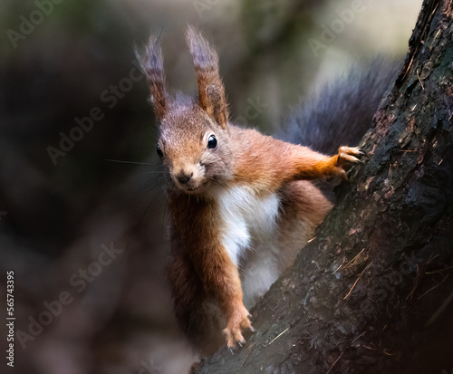 Neugieriges Eichhörnchen  © Frederik