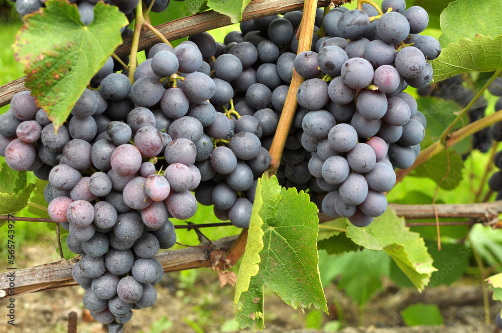 Fototapeta premium Grapes ripen on the branch of the bush