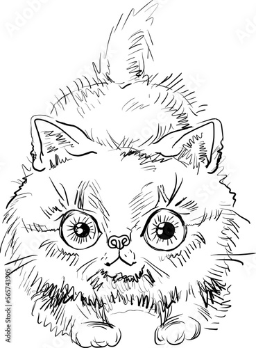 Kitten. Hand drawn vector illustration