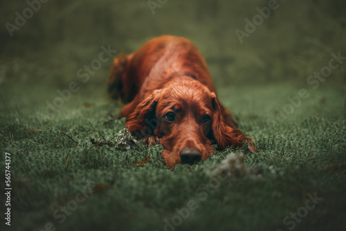 portrait of a irish setter photo