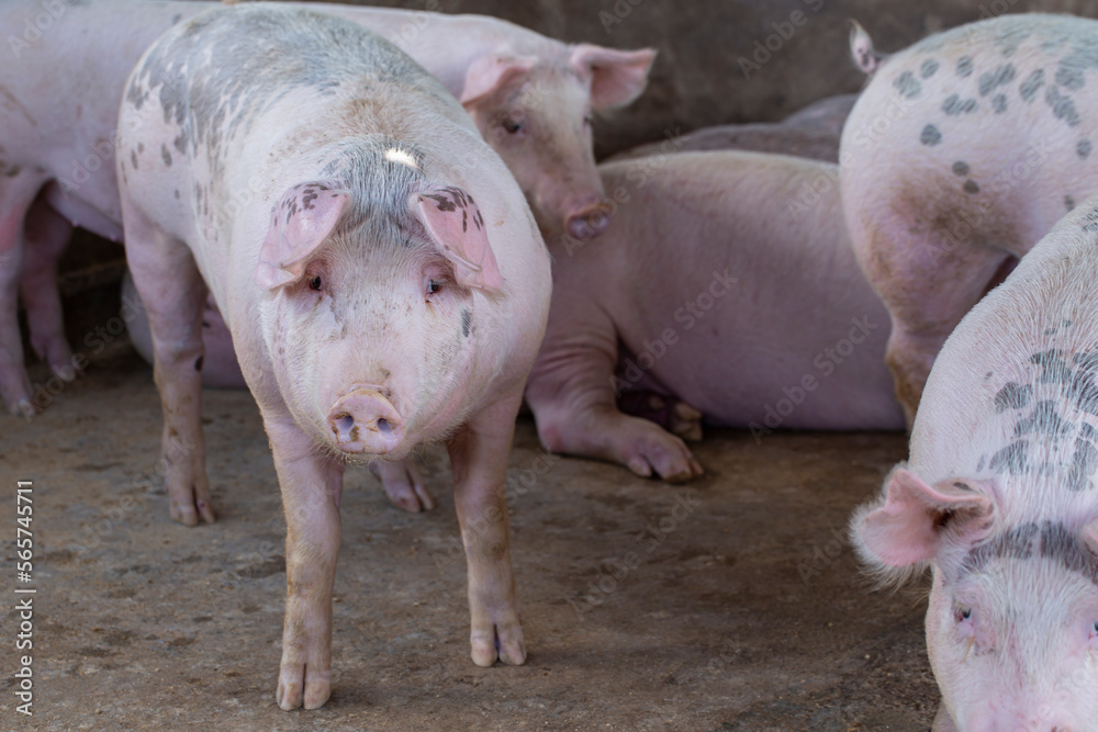 Pig in the farm. group of mammal waiting feed. swine in the stall. Pig in the farm. group of mammal waiting feed. swine in the stall.