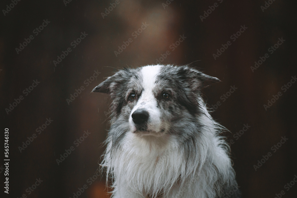 border collie dog