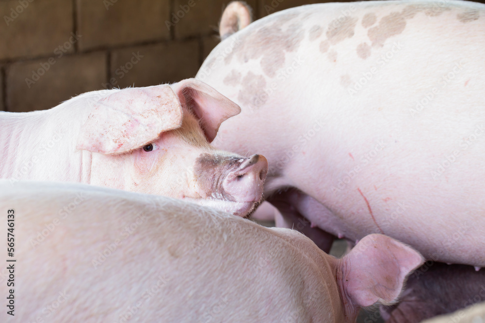 Pigs waiting feed,pig indoor on a farm yard. swine in the stall.Portrait animal. Pigs waiting feed,pig indoor on a farm yard. swine in the stall.Portrait animal.