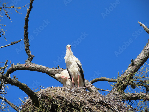Stork in nest high on top of leafless larch tree in early spring in the biggest white stork 'Ciconia ciconia' colony in the Baltic states - Matisi, Latvia 