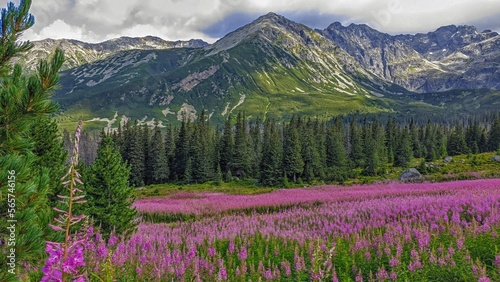 pink flowers in the mountains, Dolina Gąsienicowa, Poland