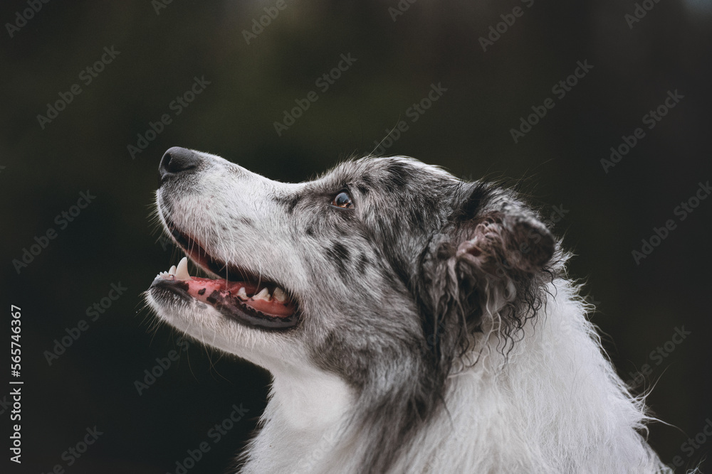 Fototapeta premium border collie dog