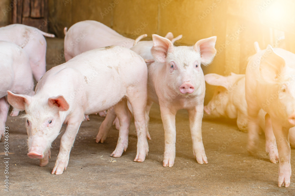 Pigs waiting feed,pig indoor on a farm yard. swine in the stall.Portrait animal. Pigs waiting feed,pig indoor on a farm yard. swine in the stall.Portrait animal.