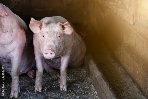 Pigs waiting feed pig indoor on a farm yard. swine in the stall.Portrait animal.