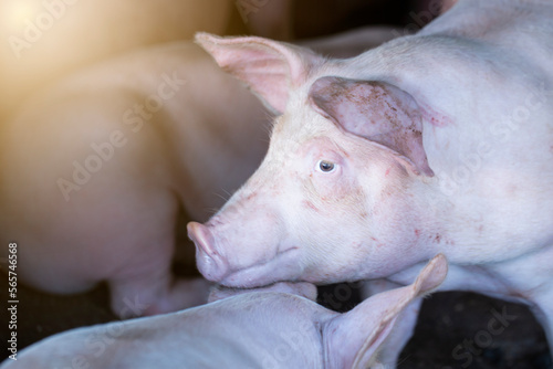 Pigs waiting feed,pig indoor on a farm yard. swine in the stall.Portrait animal. © puwanai8039