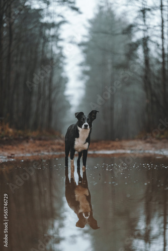 dog running in water