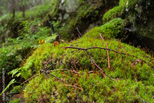 Forest moss and tree branches. Wet moss in the forest. Moss background. photo