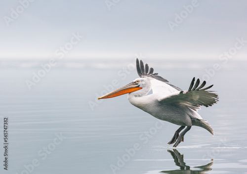pelican in flight © Agata Kadar