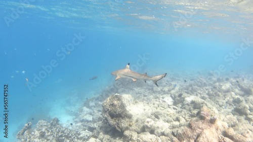 Wallpaper Mural Blacktip reef shark swimming over bleached coral reef. Indian ocean, Maldives Torontodigital.ca