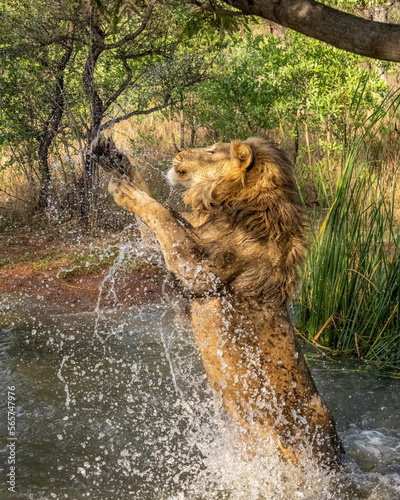 Male Lion Jumping Up and Out of the Water