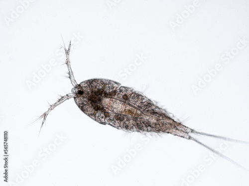 copepod from a reef aquarium under the microscope (maxillopoda crustaceans that are part of the plankton) photo