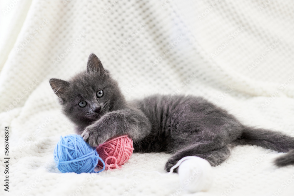 Gray kitten plays with skeins of multi-colored yarn on a white bed. Serious kitten lies and looks at the camera