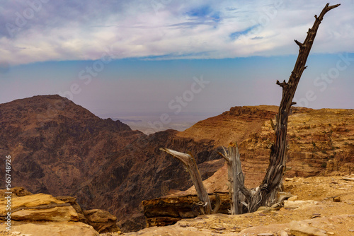 Kikut drzewa między skałami masyw górski Dżabal asz-Szara Jordania © FotoArt MP