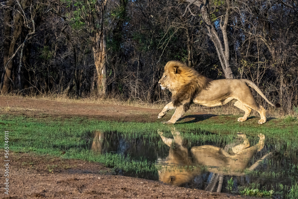 Male Lion Running next to Water with Reflection Male Lion Running next to Water with Reflection
