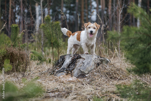 Fototapeta Naklejka Na Ścianę i Meble -  Dog breed Jack Russell Terrier stands on a stump against the backdrop of coniferous trees. Spring cold forest