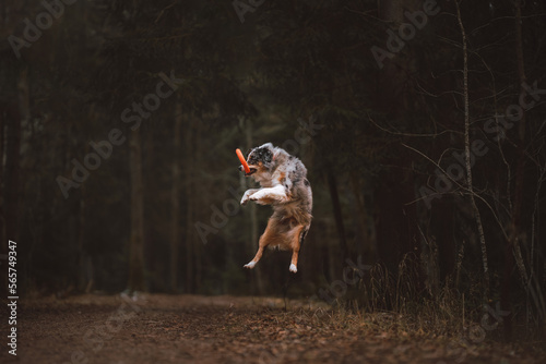 portrait of a dog australian shepherd