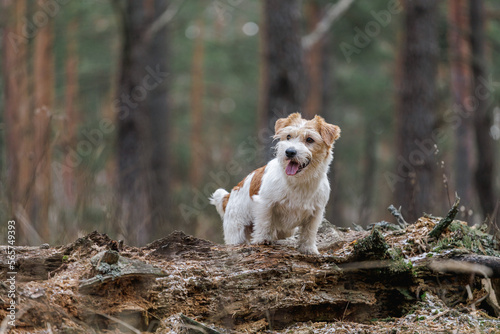 Dog breed Jack Russell Terrier stands on a stump against the backdrop of coniferous trees. Spring cold forest