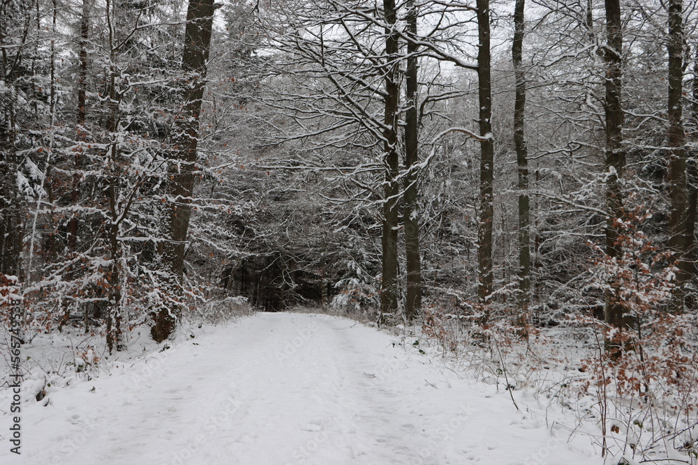Snowy path in forest Snowy path in forest