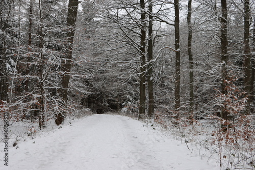 Snowy path in forest