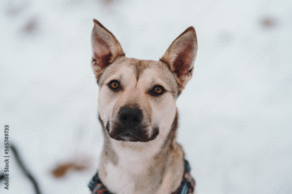 Obraz premium portrait of a dog