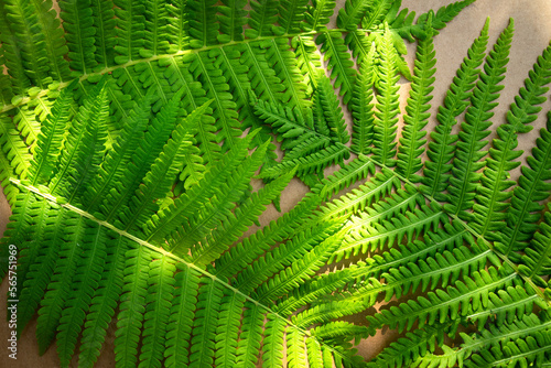 Green fern leaves on a cardboard background.Tropical plants.