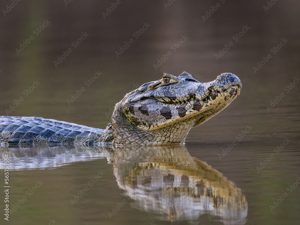 Obraz premium Caiman with reflection swimming in the river, Pantanal, Brazil