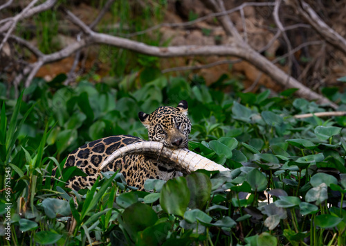 Wild Jaguar holding a caiman in its mouth in Pantanal  Brazil