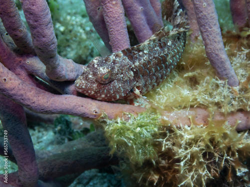 Redband Parrotfish photo