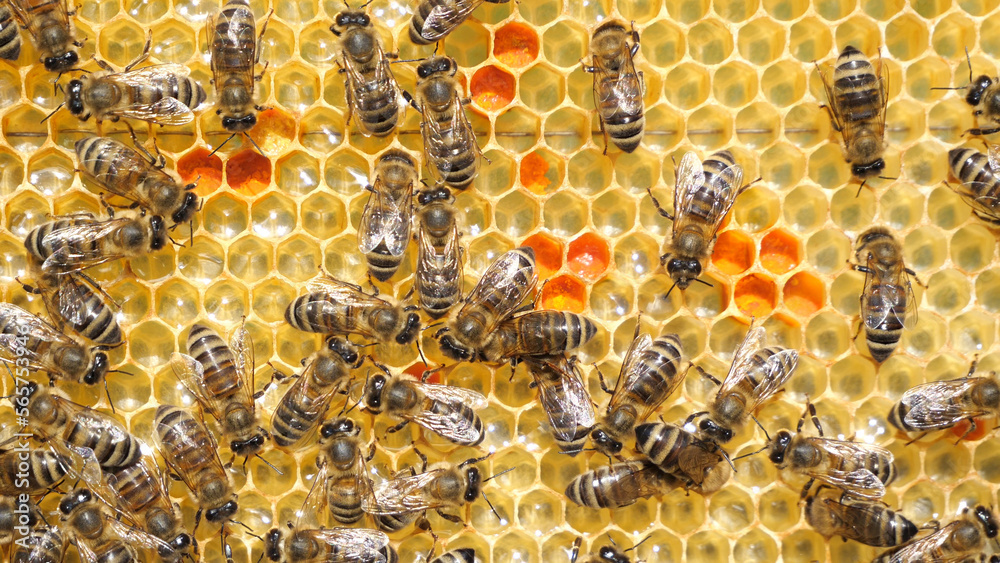 Unparalleled beauty in the bee ult.
The bees bring nectar and pollen to the hive and fill the honeycomb with it`.
Unparalleled beauty in the bee ult.
The bees bring nectar and pollen to the hive and fill the honeycomb with it`.